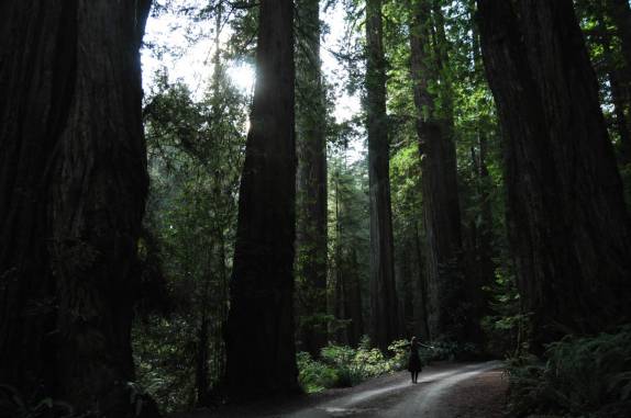 Caminhando entre as gigantes do Redwood National Park, no norte da Califórnia, nos Estados Unidos